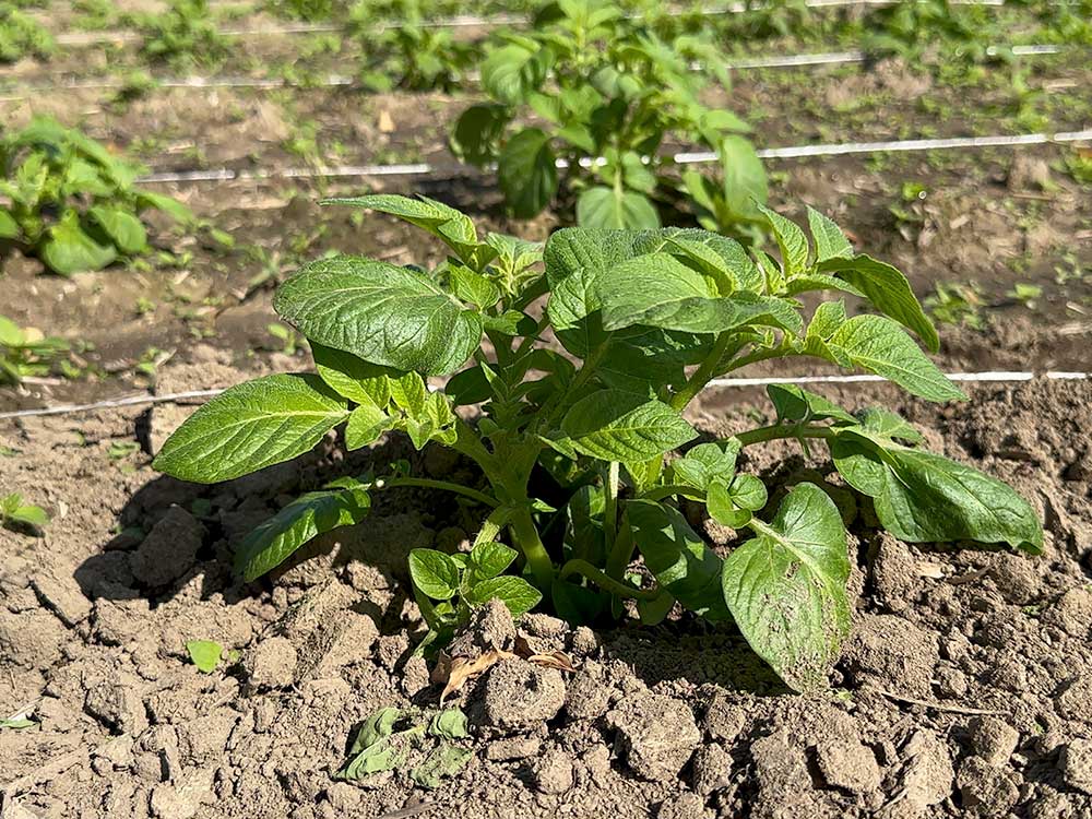 じゃがいも12月